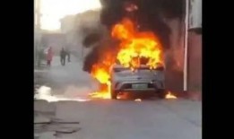 爆料海豚自燃视频播放在线观看,网络爆红视频揭秘自然奇观