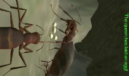 蚂人在线观看,揭秘神秘生物的奇幻之旅