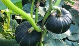 网红刘二萌吃瓜视频大全,揭秘网红幕后趣事